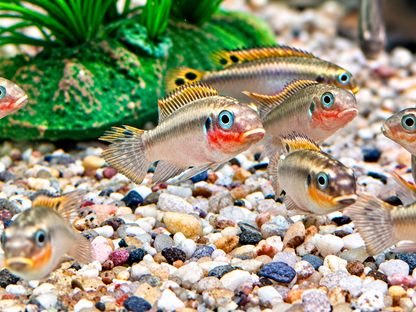 Smaragdprachtbarsch Pelvicachromis taeniatus Nigeria red