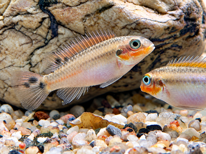 Smaragdprachtbarsch Pelvicachromis taeniatus Nigeria red