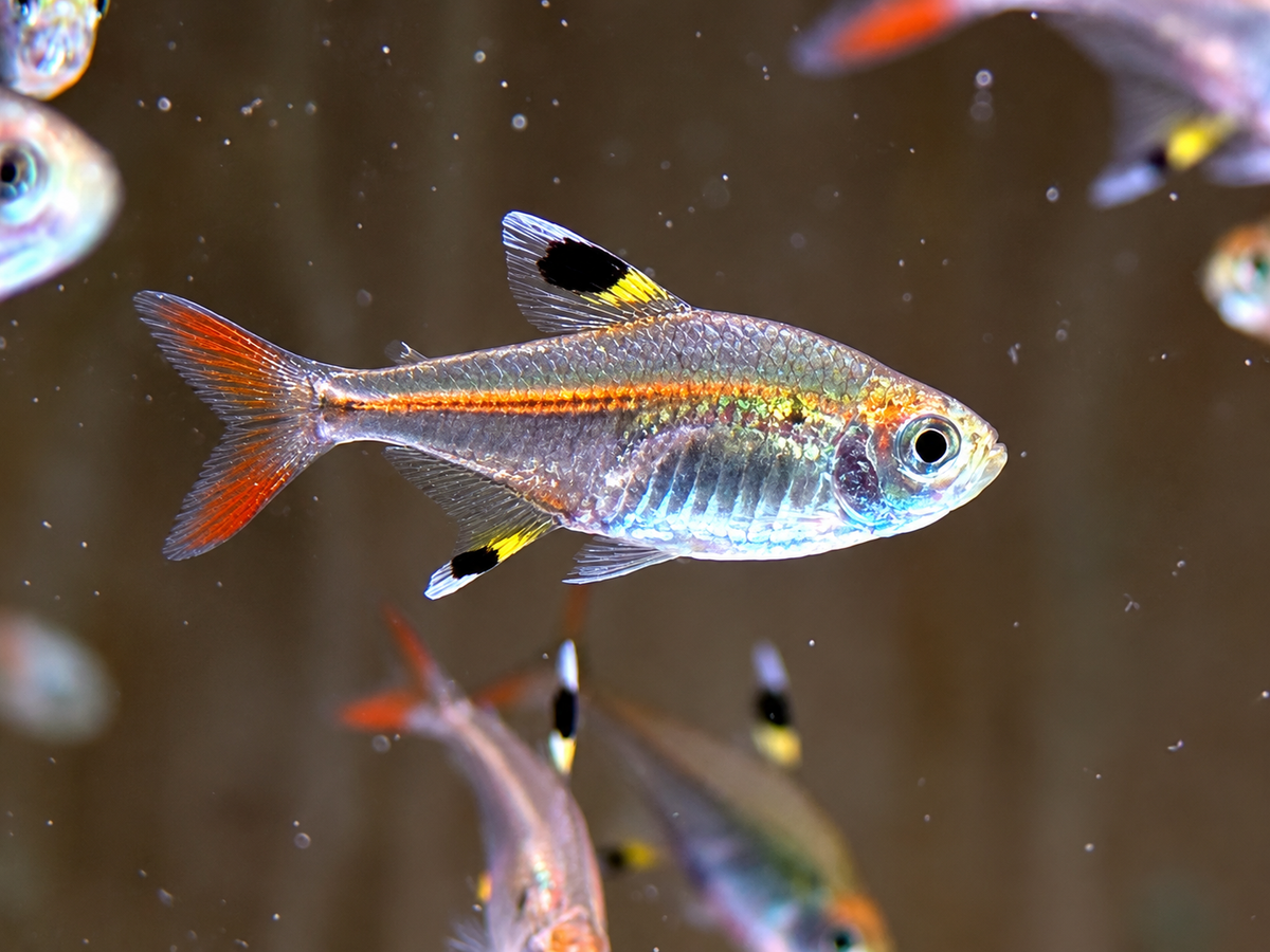Sternflecksalmler Pristella maxillaris