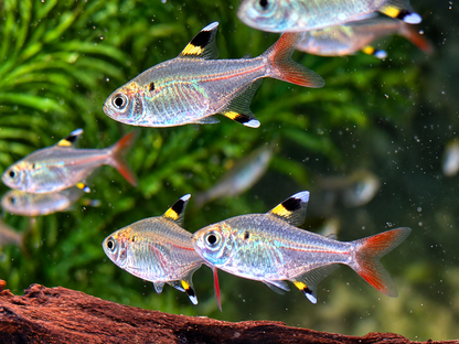 Sternflecksalmler Pristella maxillaris