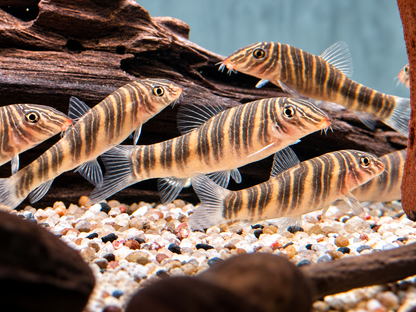 Streifenschmerle o. Zebraschmerle Botia striata