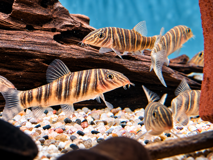 Streifenschmerle o. Zebraschmerle Botia striata