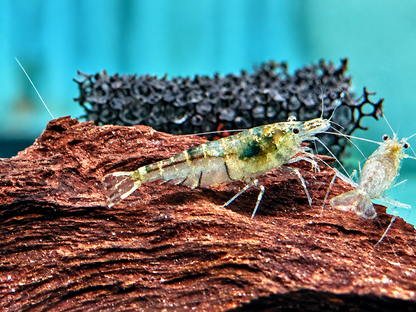 Sulawesi Inlandsgarnele Algengarnelen Caridina pareparensis  1,3-1,8 cm