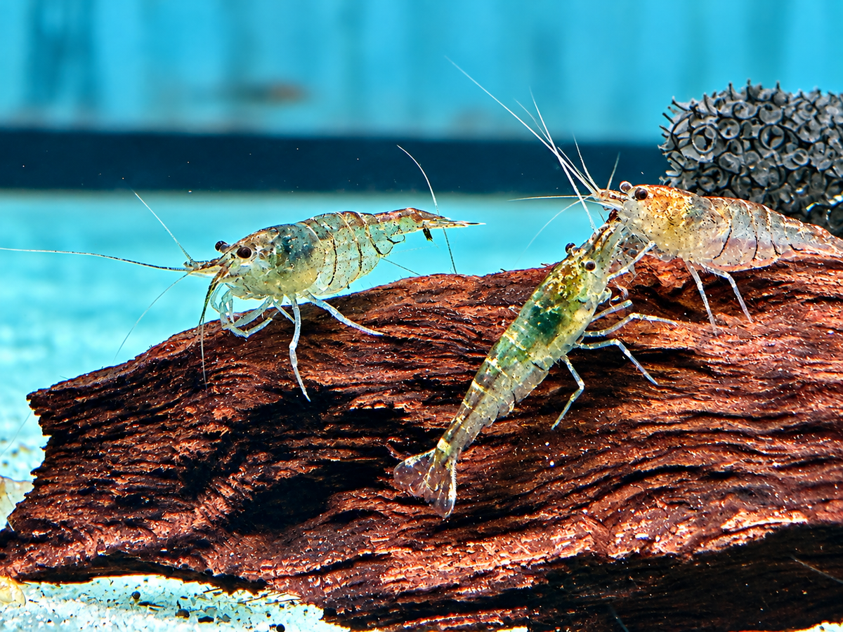 Sulawesi Inlandsgarnele Algengarnelen Caridina pareparensis  1,3-1,8 cm
