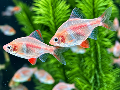 Sumatrabarbe Gold Barbus Puntius tetrazona
