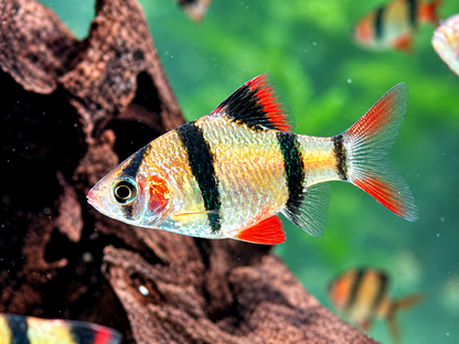Sumatrabarbe Puntigrus Barbus tetrazona