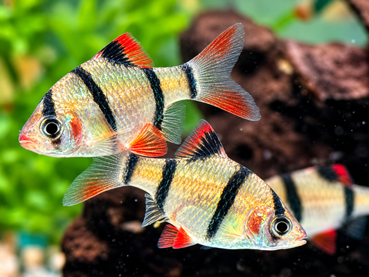Sumatrabarbe Puntigrus Barbus tetrazona