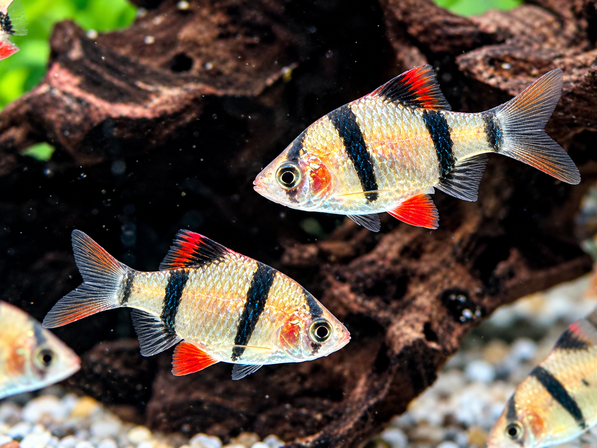 Sumatrabarbe Puntigrus Barbus tetrazona