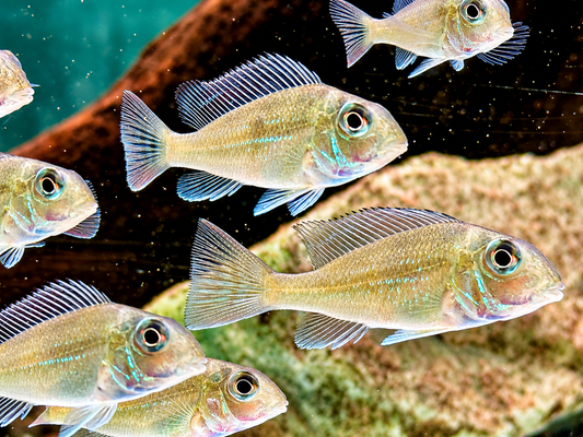 Svens Erdfresser Geophagus sveni Rio Araguaia