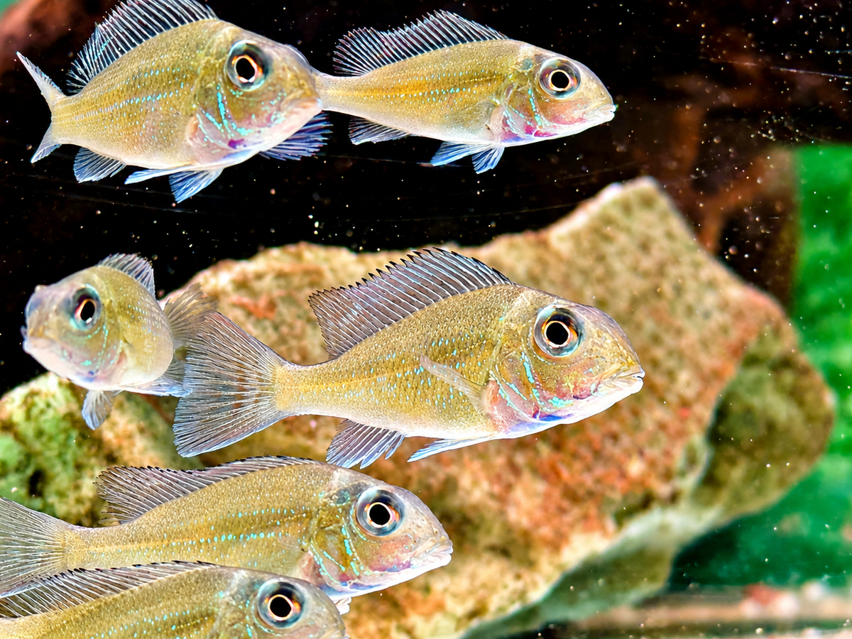 Svens Erdfresser Geophagus sveni Rio Araguaia