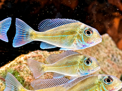 Svens Erdfresser Geophagus sveni Rio Araguaia