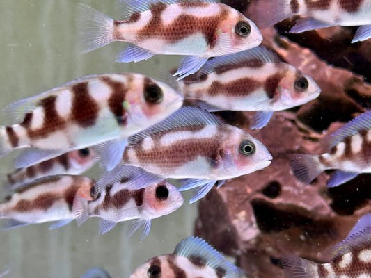 Tanganjika Beulenkopf Black Widow Cyphotilapia frontosa