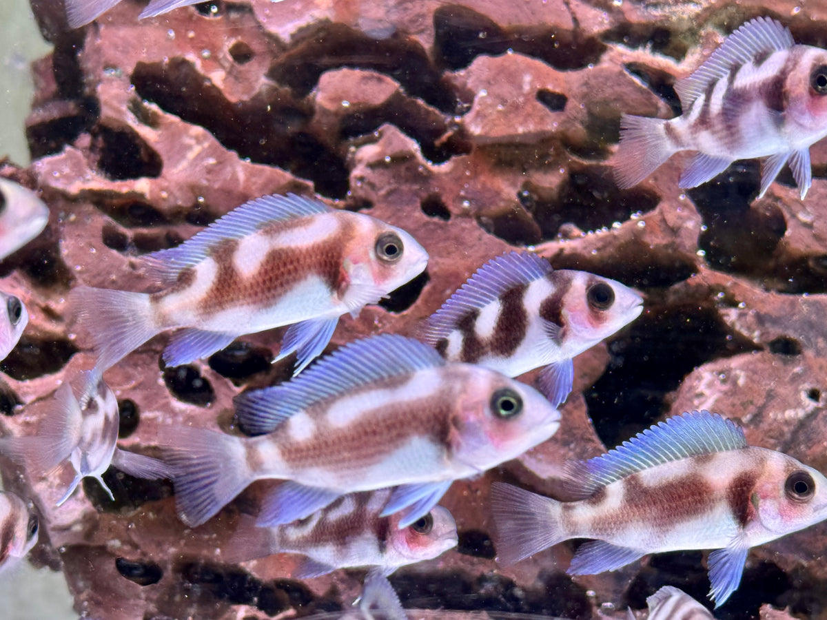 Tanganjika Beulenkopf Black Widow Cyphotilapia frontosa
