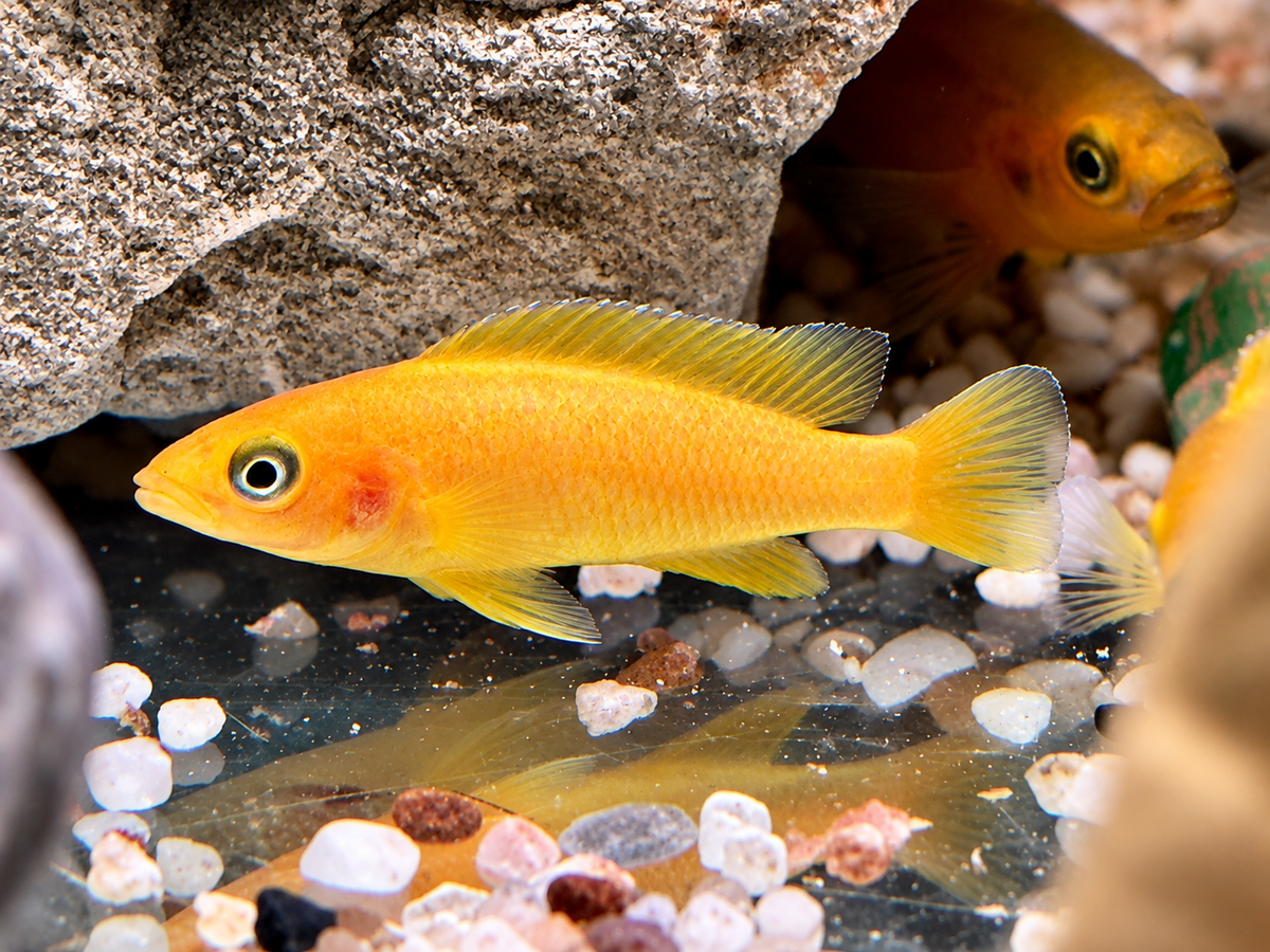 Tanganjika Goldcichlide Neolamprologus leleupi