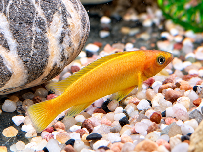 Tanganjika Goldcichlide Neolamprologus leleupi