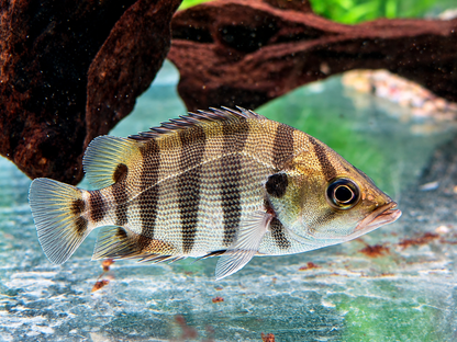 Tigerbarsch Datnioides polota quadrifasciatus