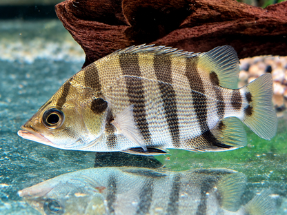 Tigerbarsch Datnioides polota quadrifasciatus