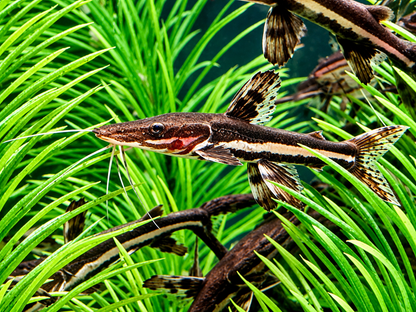Tigerspatelwels Pseudoplatystoma fasciatum 10 cm