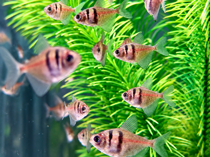 Trauermantelsalmler Gymnocorymbus ternetzi