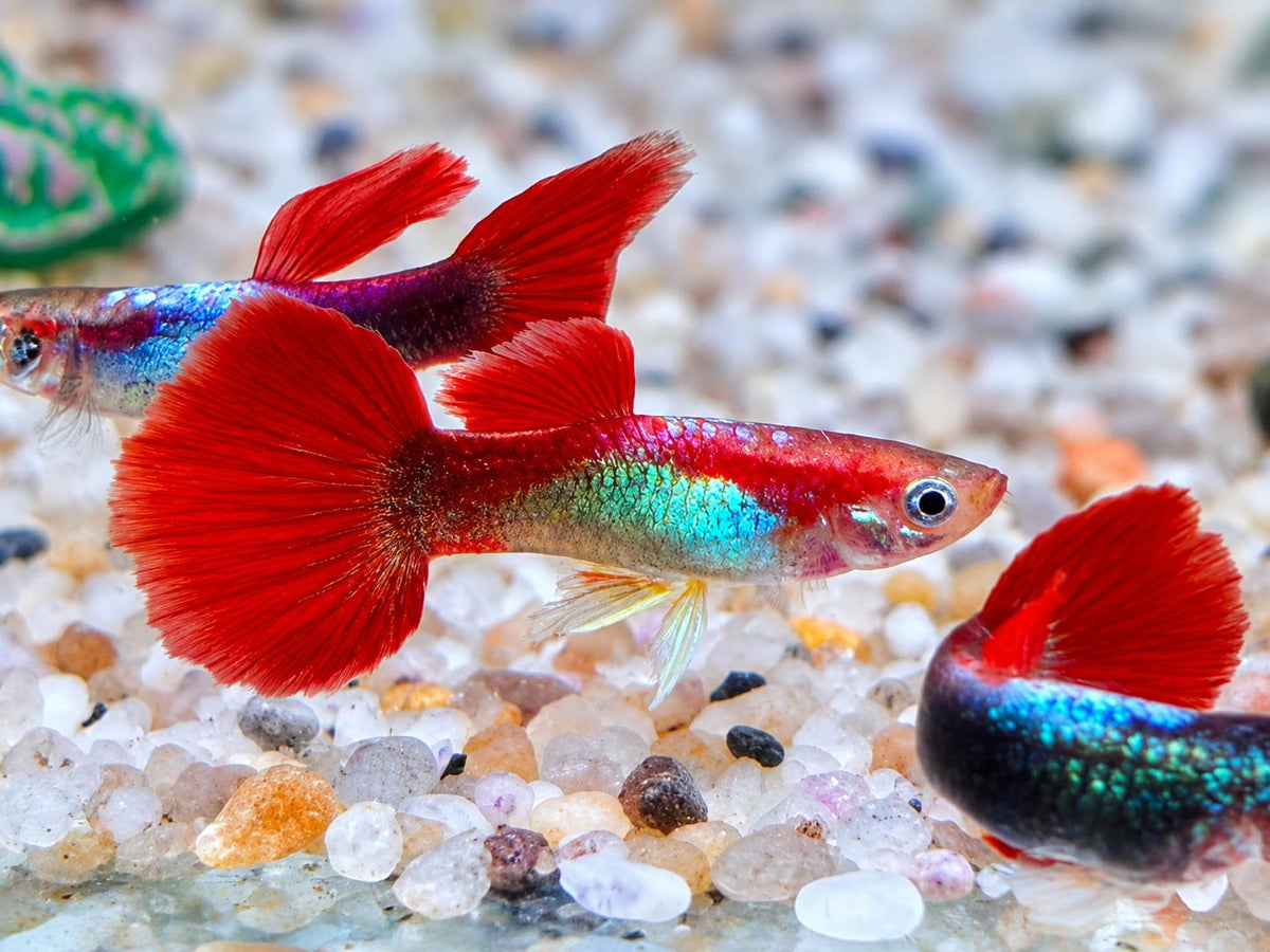 Tuxedo Guppy Poecilia reticulata Männchen