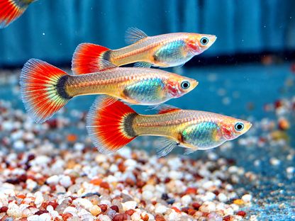 Tuxedo Guppy Poecilia reticulata Weibchen