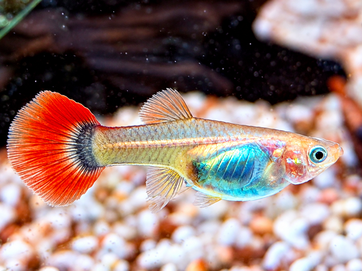 Tuxedo Guppy Poecilia reticulata Weibchen