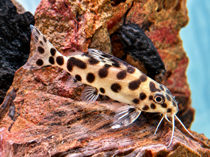 Vielflecken Fiederbartwels Synodontis multimaculatus