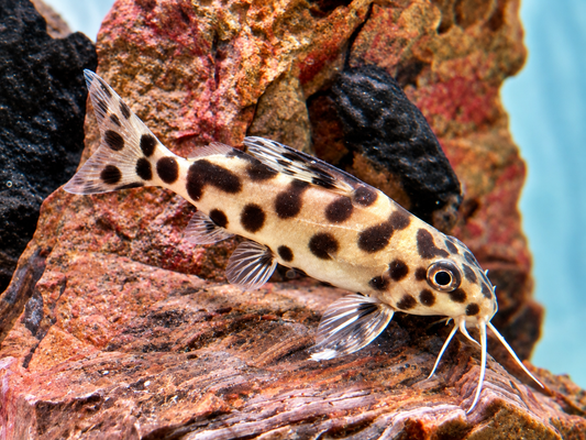 Vielflecken Fiederbartwels Synodontis multimaculatus