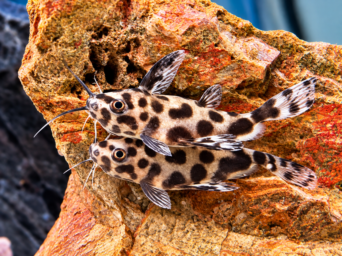 Vielflecken Fiederbartwels Synodontis multimaculatus