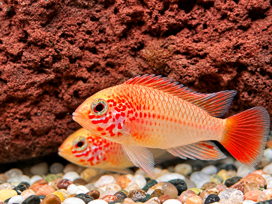 Villavicencio Zwergbuntbarsch Gold Apistogramma macmasteri