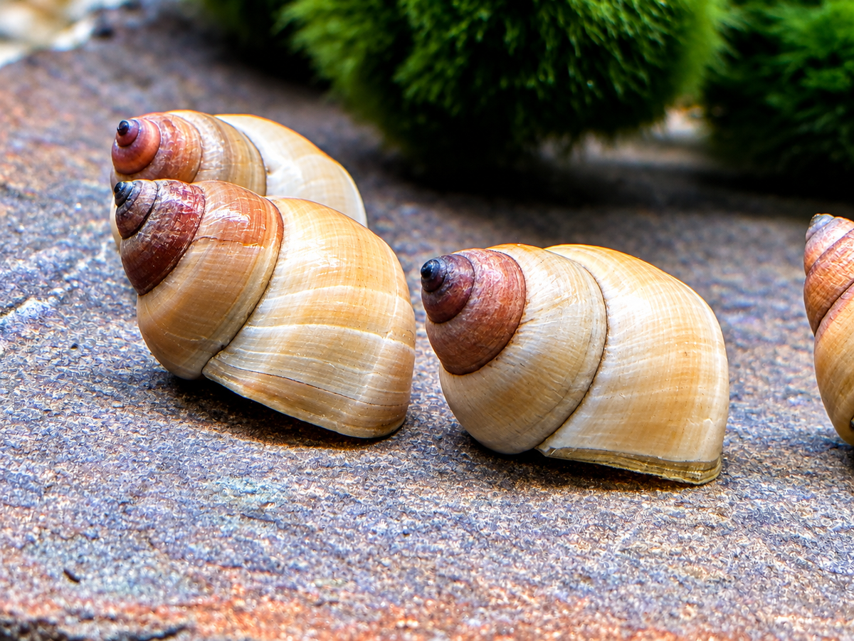 Weiße Sumpfdeckelschnecke Filopaludina martensi