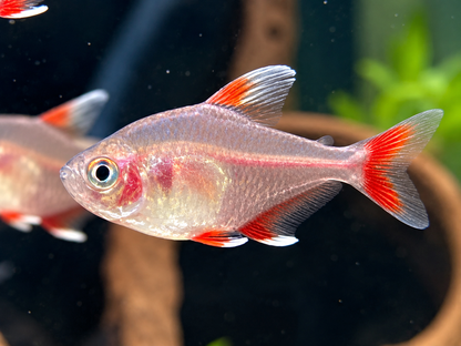 Weißflossen Schmucksalmler Hyphessobrycon rosaceus