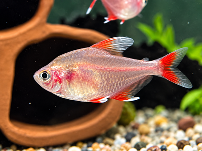 Weißflossen Schmucksalmler Hyphessobrycon rosaceus