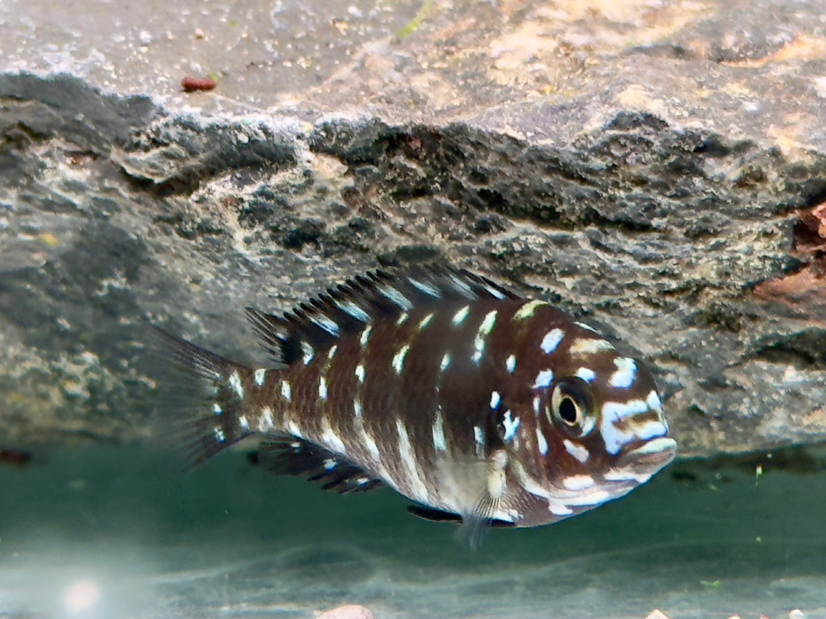 Weißpunkt Brabantbuntbarsch Tropheus duboisi 2,3-2,8 cm