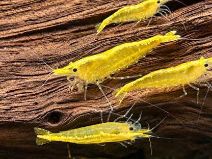 Yellow Fire Garnele Neocaridina davidi