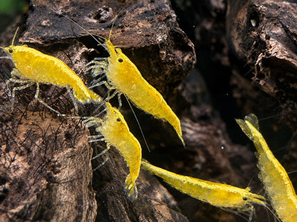 Yellow Fire Garnele Neocaridina davidi