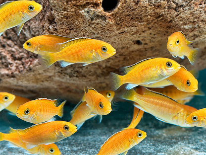 Yellow Gelber Malawibuntbarsch Labidochromis caeruleus ca. 4-6 cm