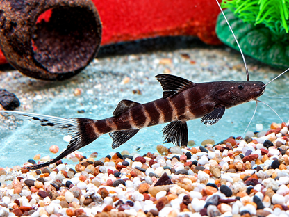 Zebra Antennenwels Brachyplatystoma juruense 10-12 cm