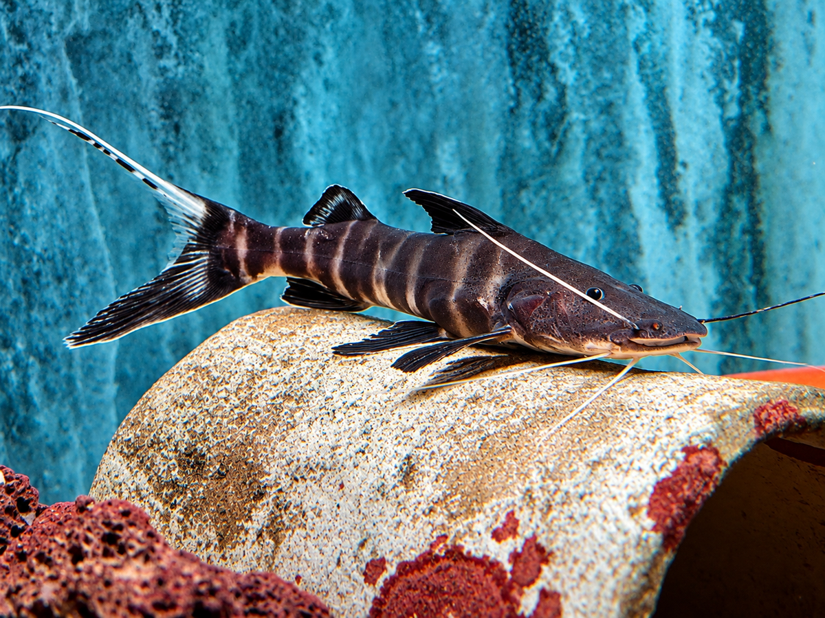Zebra Antennenwels Brachyplatystoma juruense 10-12 cm