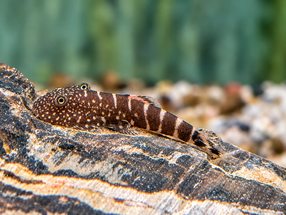 Zebra Flossensauger Pseudogastromyzon I Gastromyzon zebrinus