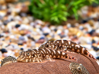 Zebra Flossensauger Pseudogastromyzon I Gastromyzon zebrinus