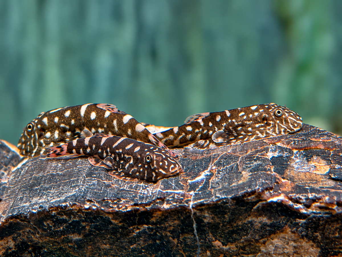 Zebra Flossensauger Pseudogastromyzon I Gastromyzon zebrinus