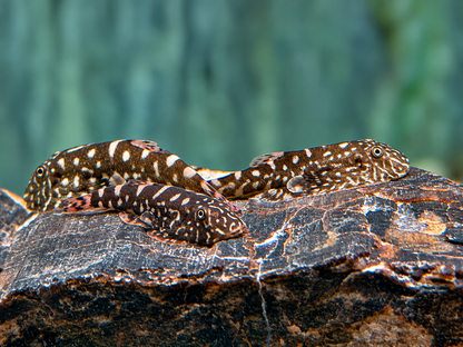 Zebra Flossensauger Pseudogastromyzon I Gastromyzon zebrinus