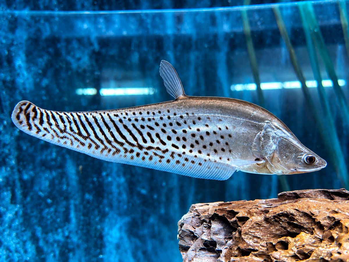 Zebra Messerfisch Chitala blanci 25-30 cm