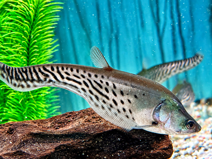 Zebra Messerfisch Chitala blanci 25-30 cm
