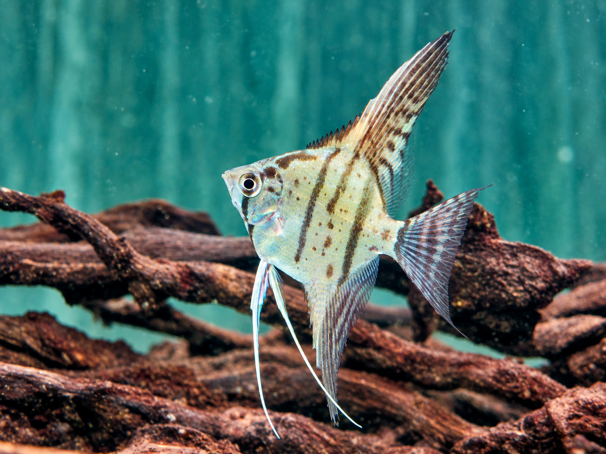 Zebra Skalare Pterophyllum scalare