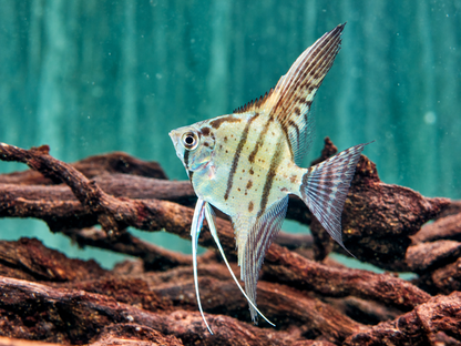 Zebra Skalare Pterophyllum scalare