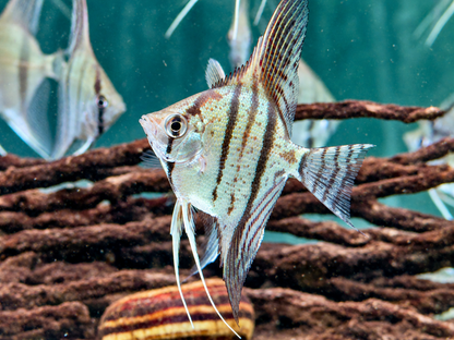 Zebra Skalare Pterophyllum scalare