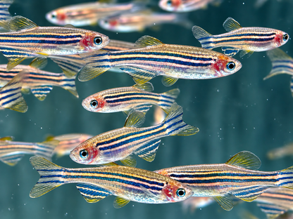 Zebrabärbling Brachydanio Danio rerio