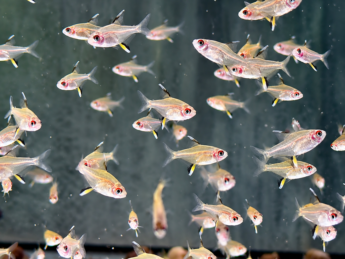 Zitronensalmler Hyphessobrycon pulchripinnis